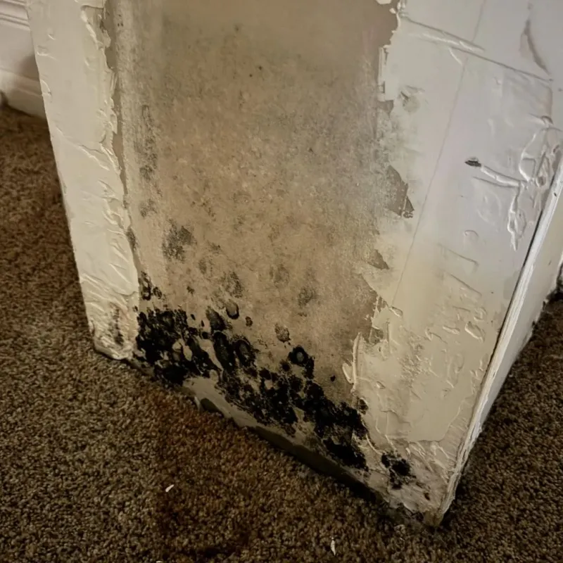 Professional Mold Removal in Griggsville, IL